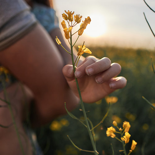 Senikol-plantesteroler-500x500